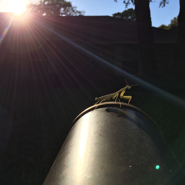 Preying Mantis 