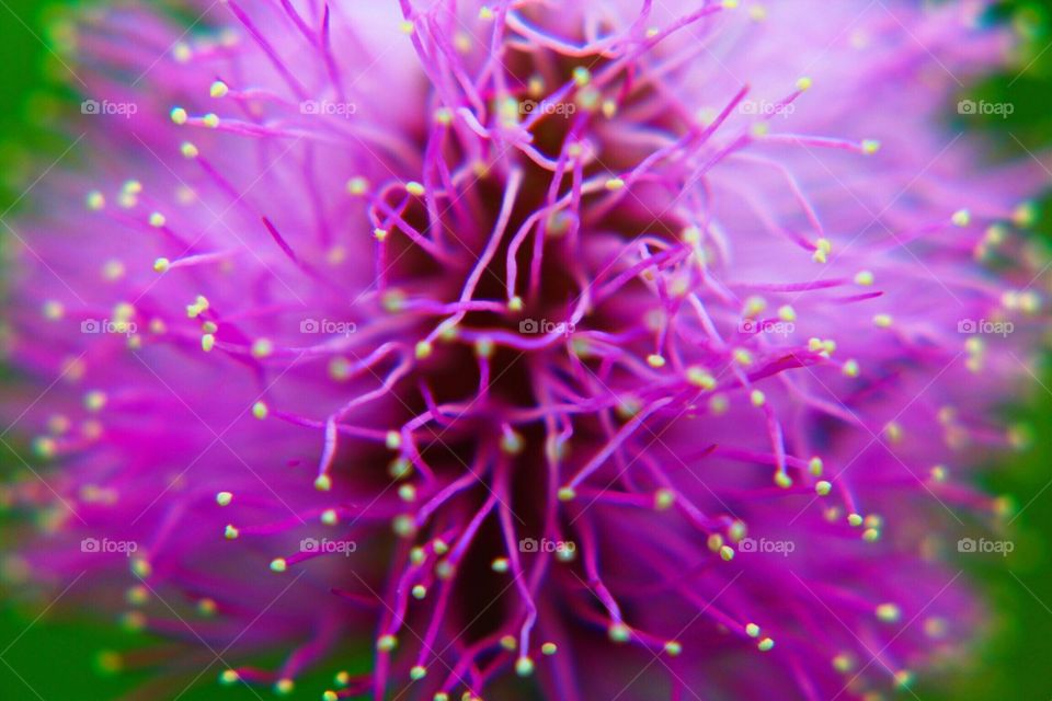 Purple flower in bloom