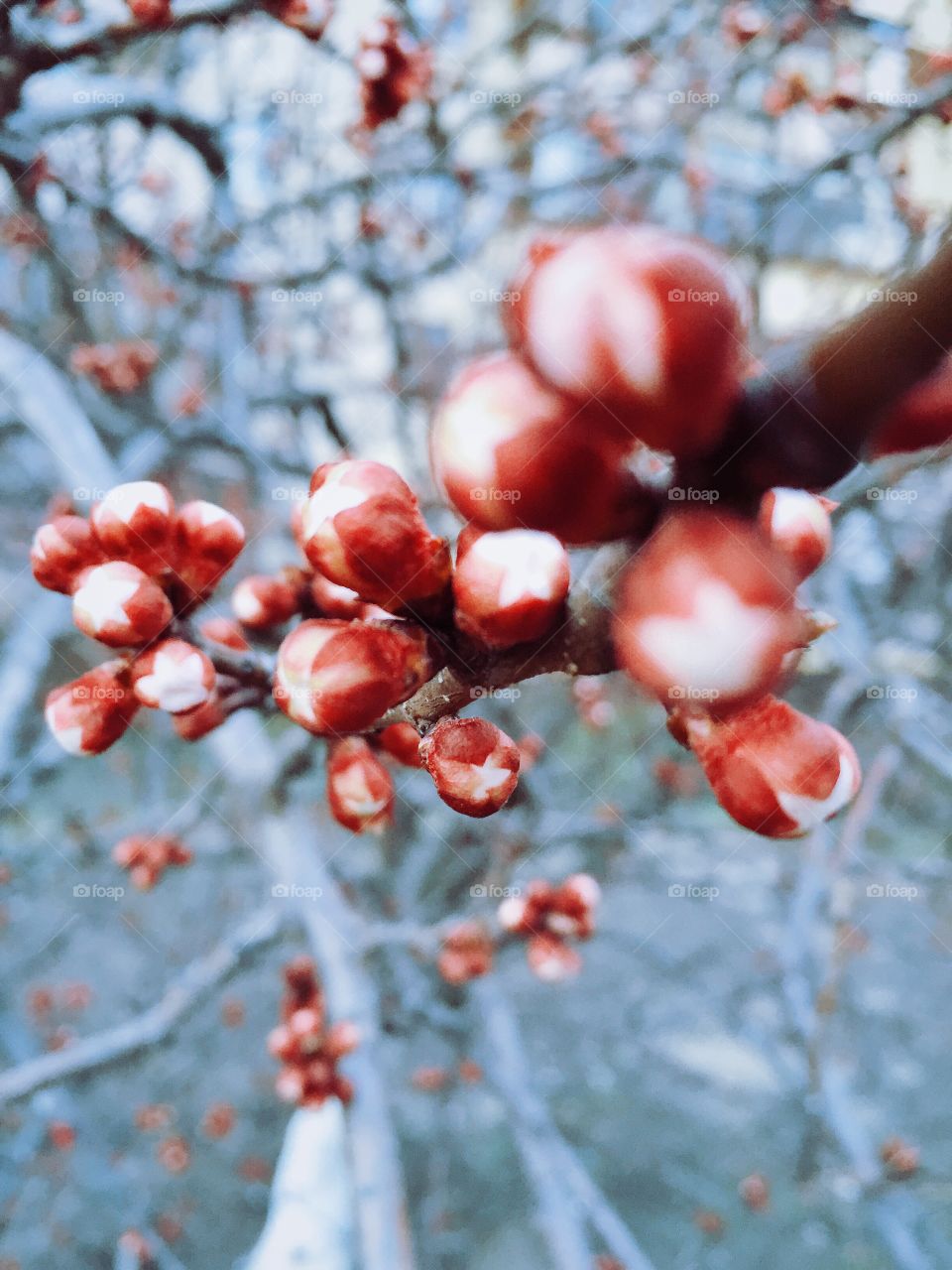 The apricot buds in spring