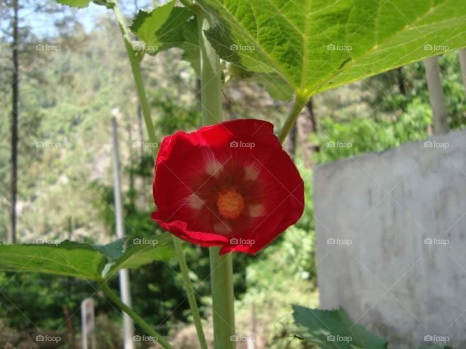 Red flower with green leaf, very beautifully created by god.seems to be preety