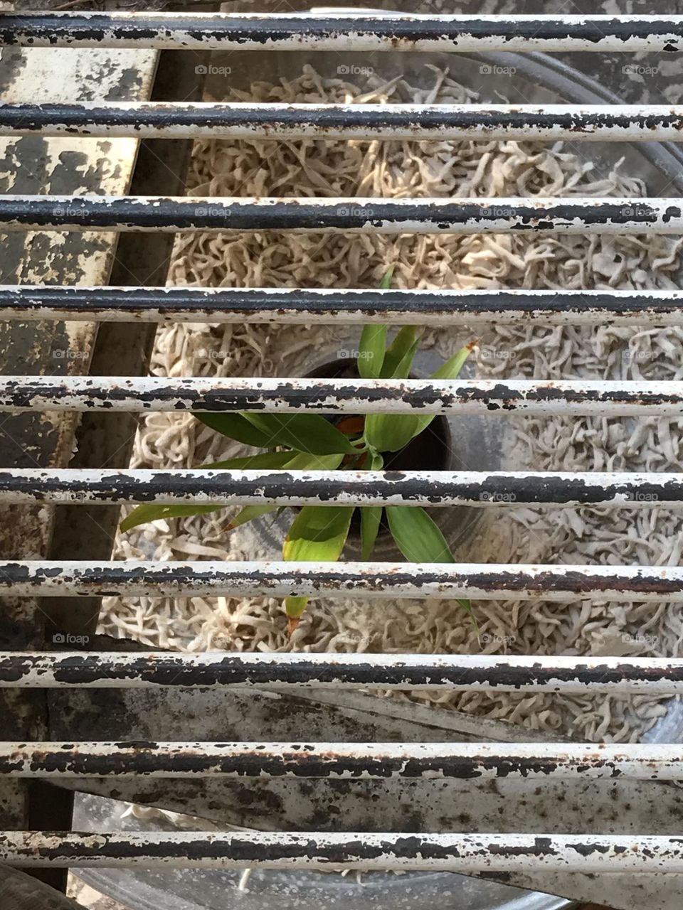 Looking closely, there are bars everywhere.