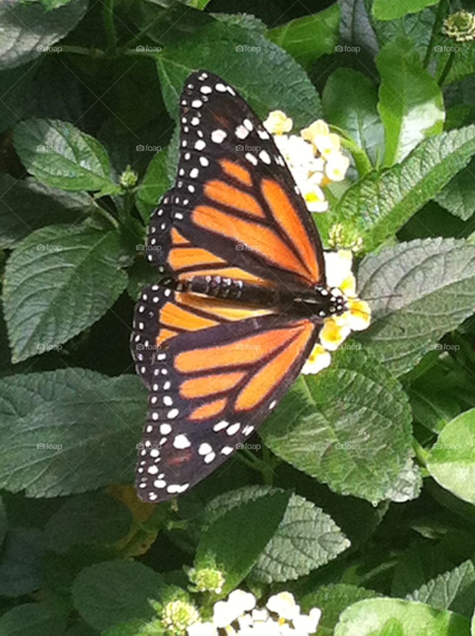 Bronx zoo, butterfly