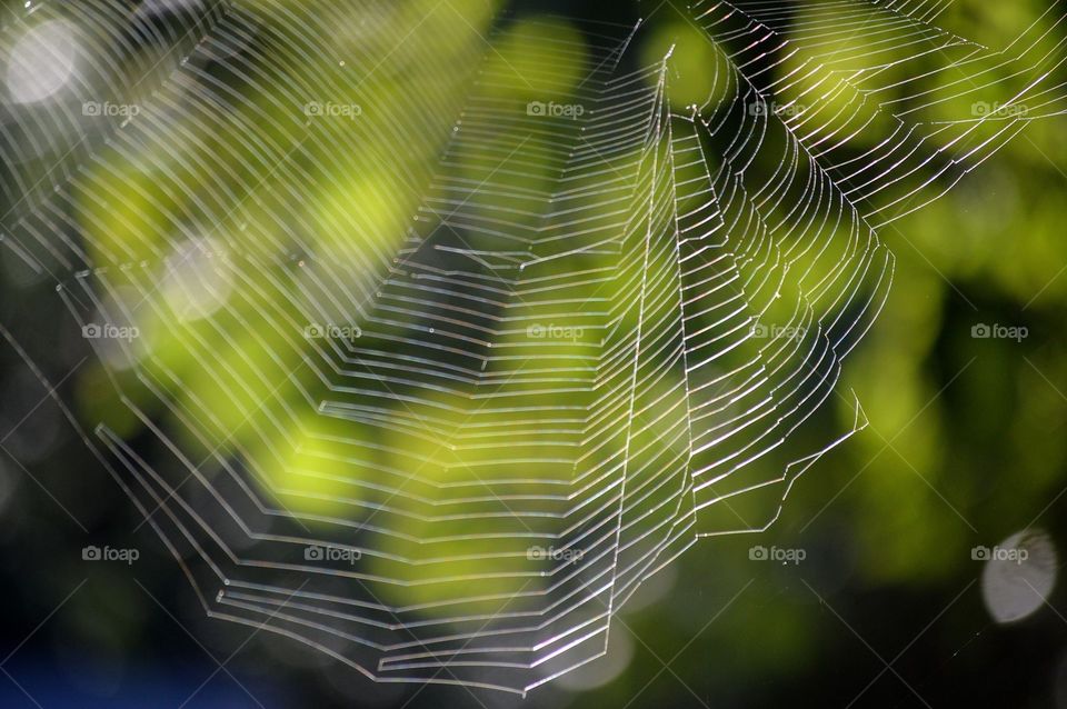 Spider web