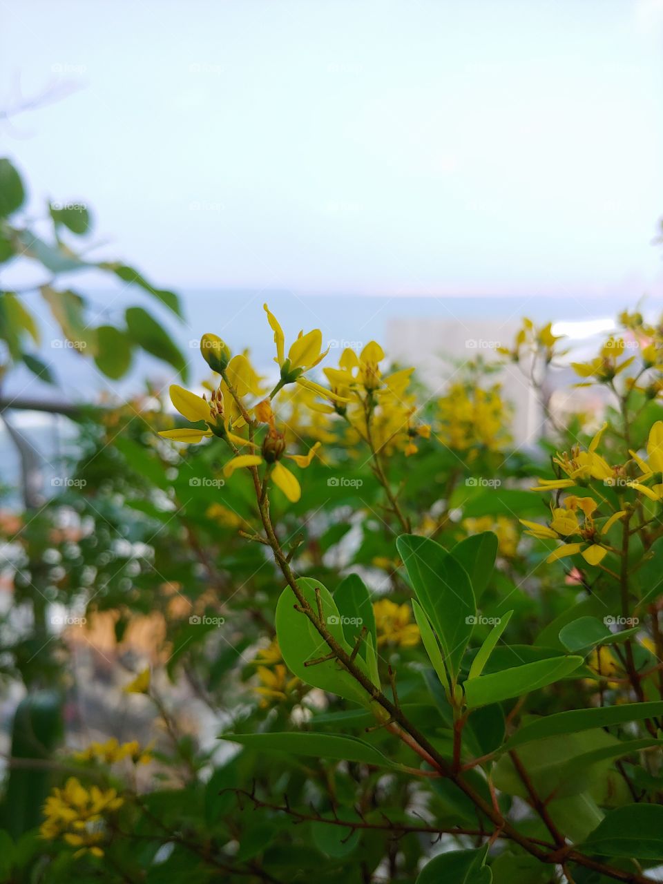 Tropical yellow flowers with sea view