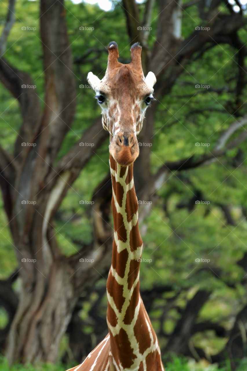 Giraffe 