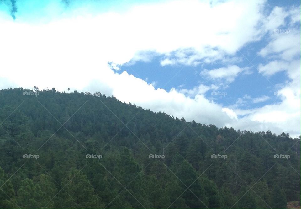 Forest and Sky