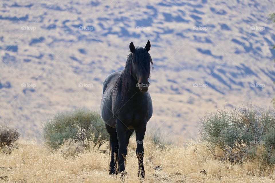 Wild black stallion mustang horse Nevada desert Sierras 