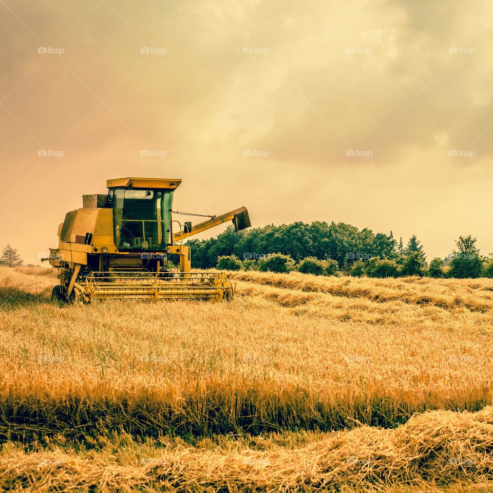 Wheat, Cereal, Agriculture, Farm, Straw