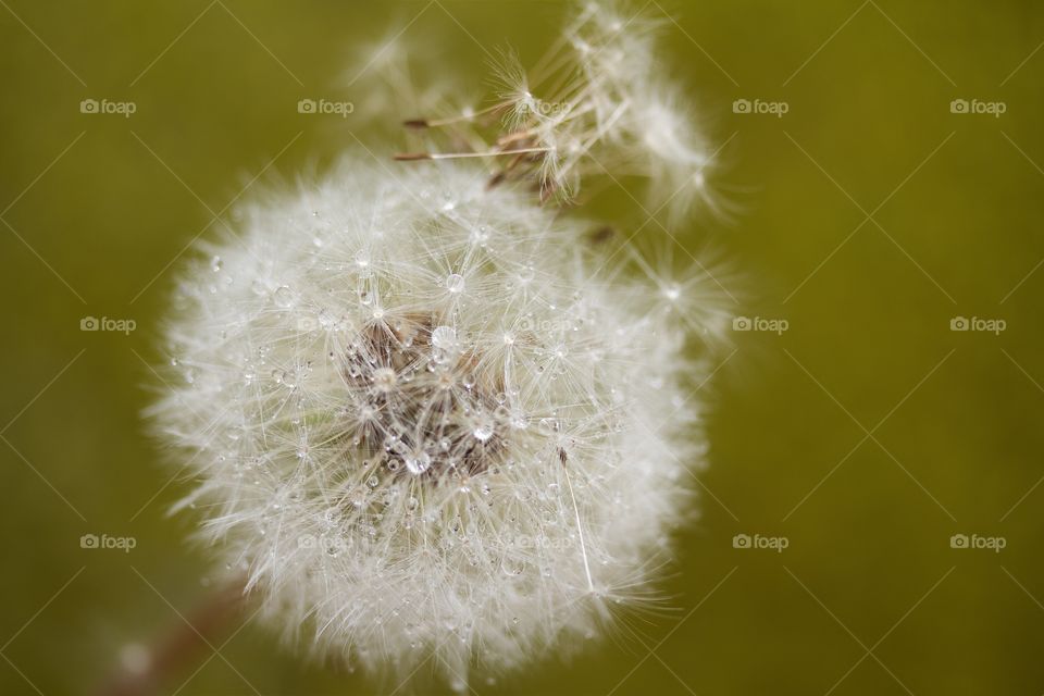 Dried dandelion with water drops macro