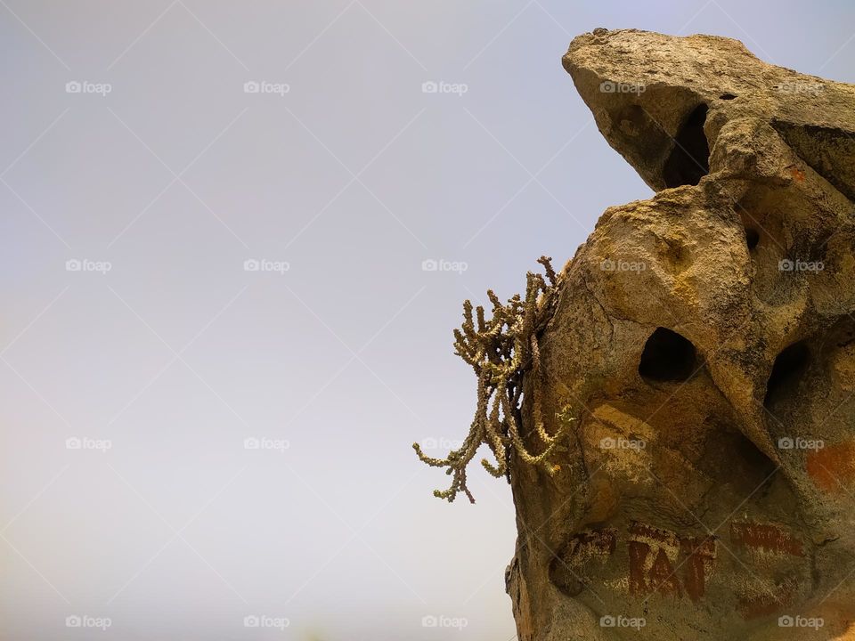 cactaceae tree on top of stone on sky background