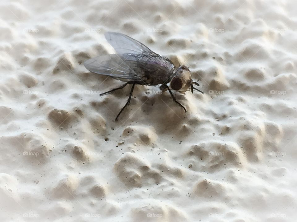 Fly on a stucco wall closeup 