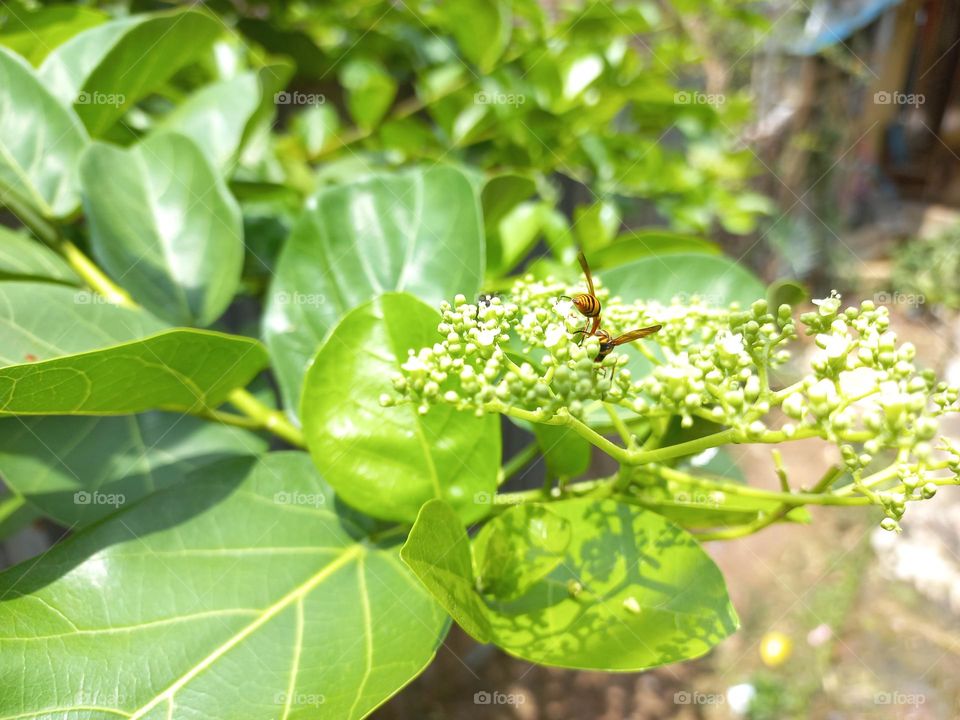 Sphex ichneumoneus, commonly known as the great gold burrowing wasp or the great gold sand dug wasp is a wasp in the family Sphecidae.