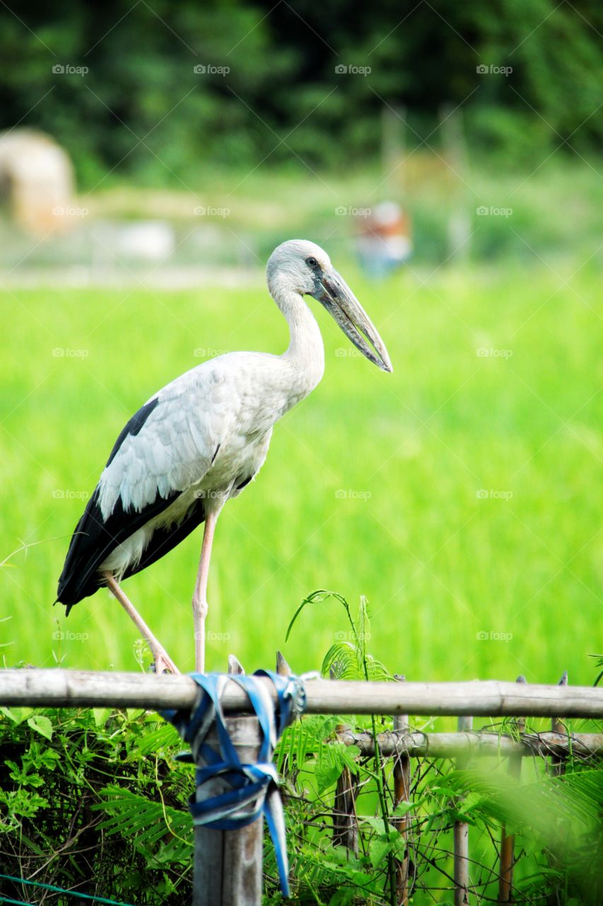 Asian openbill standing on a wooden fence beside a rice field to relax in Thailand. Animal photography.