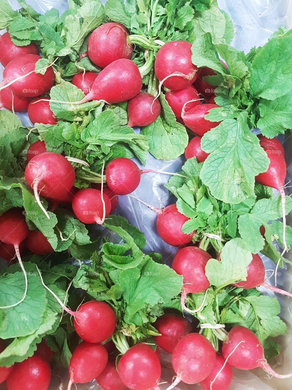 Fresh Raddishes vegetable