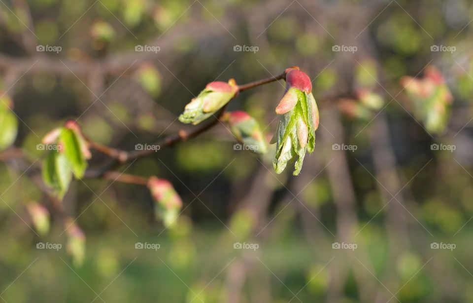 green leaves branch tree spring time