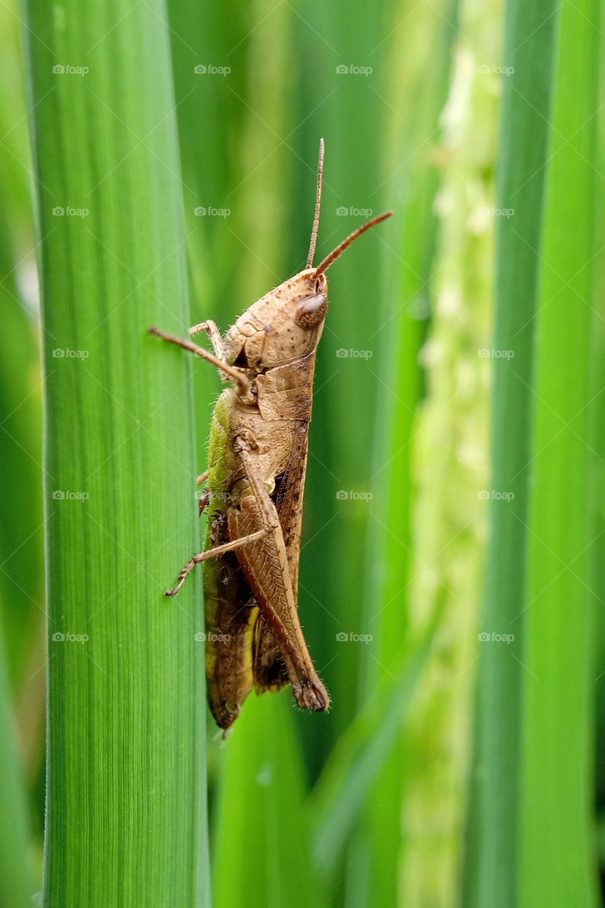 brown grasshopper