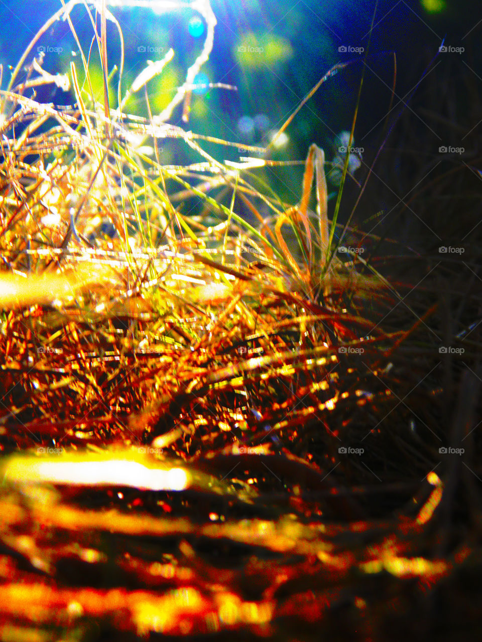 Parched grass illuminated by the hot afternoon sun in a Madrid forest in summer.