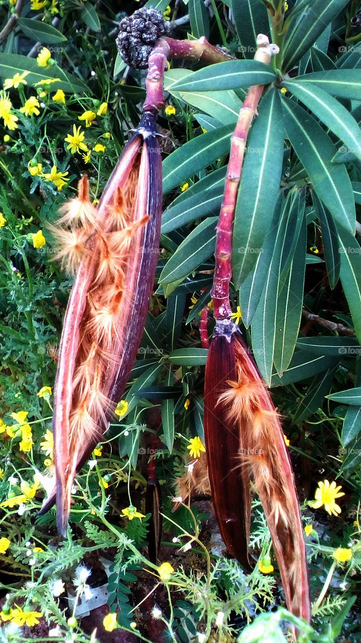 Nature with exotic fruit