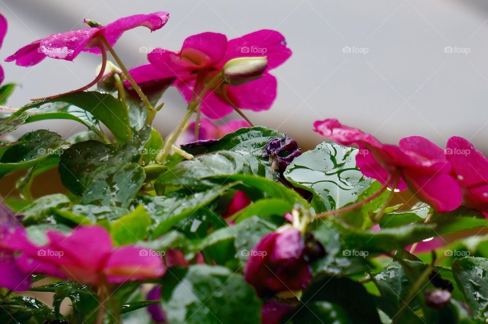 Flowers. Raining on Pink