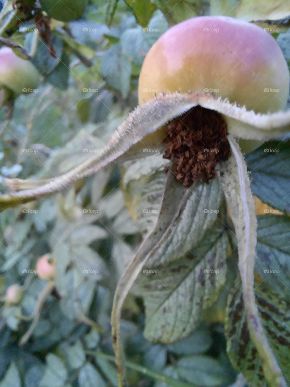 close-up of rosehip in early summer