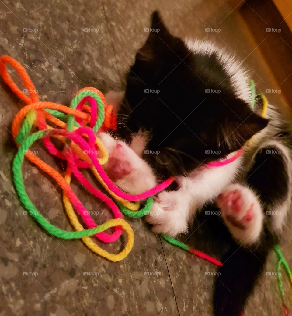 kitten playing