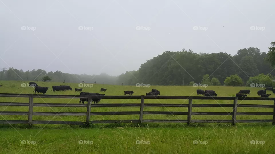 Kent Farm 