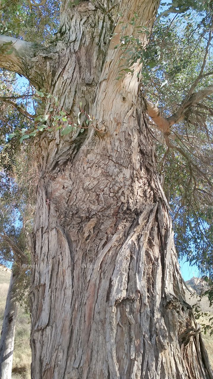 Nature looking at me