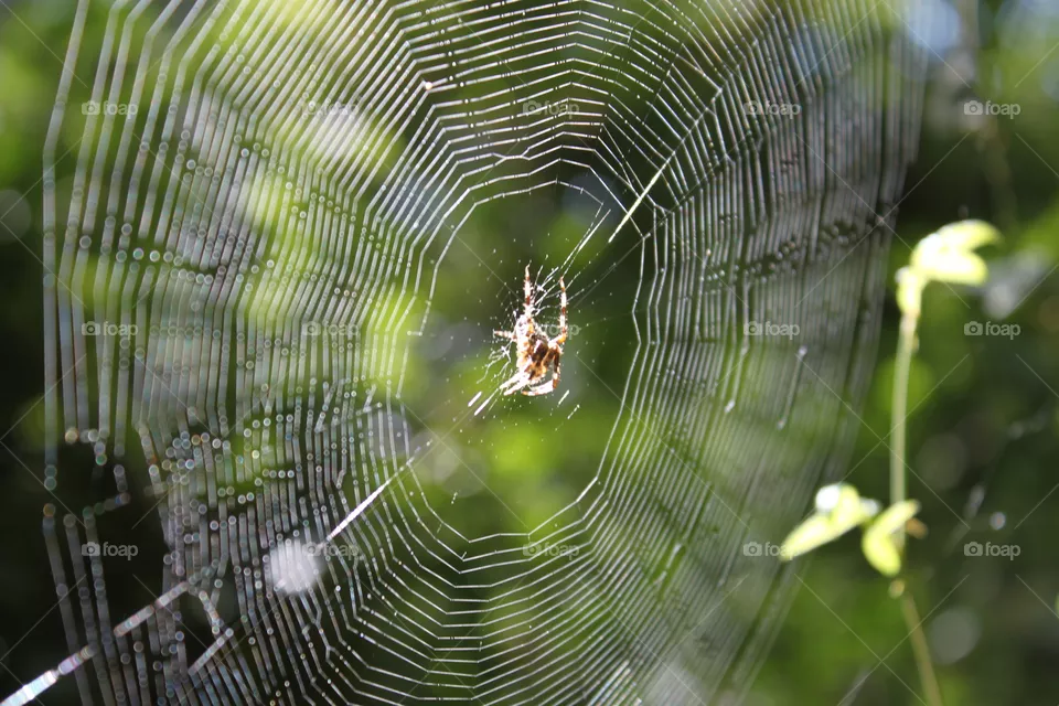 spider