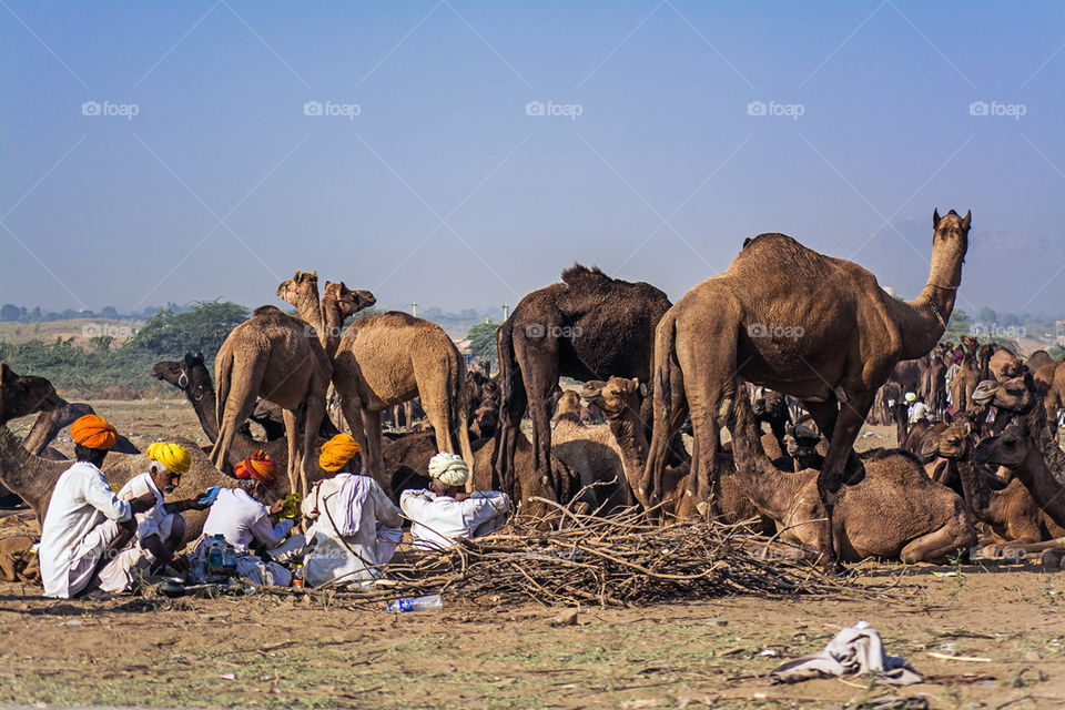 Camel sellers resting in camel fair, Pushkar, Rajasthan
