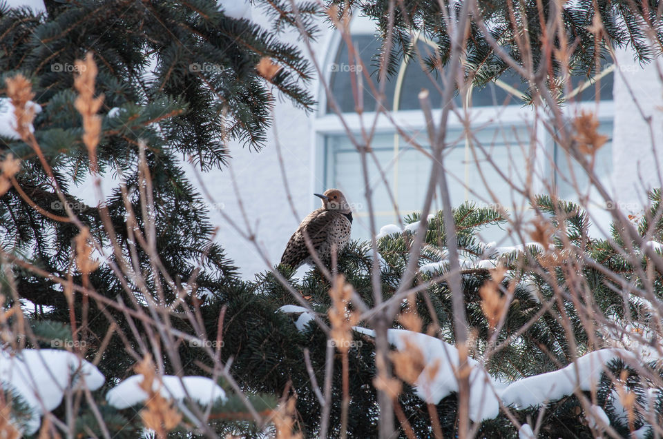 Bird on a spruce bough 