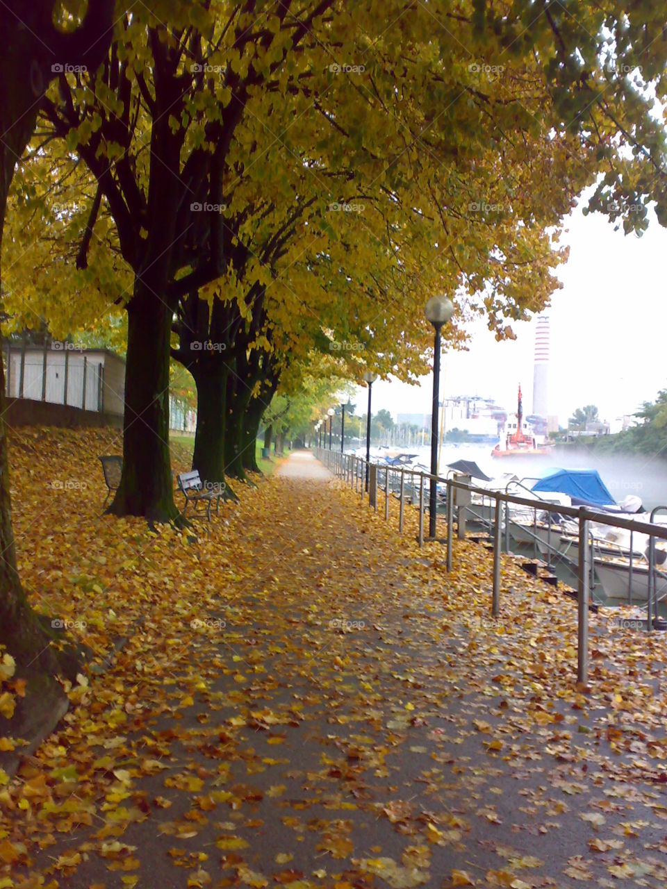 autumn falling leaves, fog, marina little harbor italian