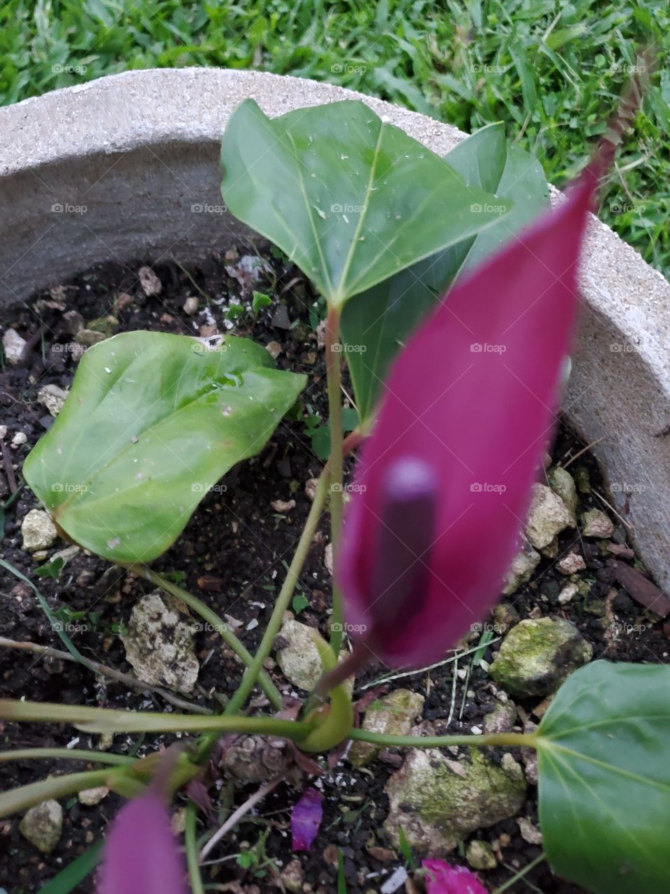 purple exotic antirium