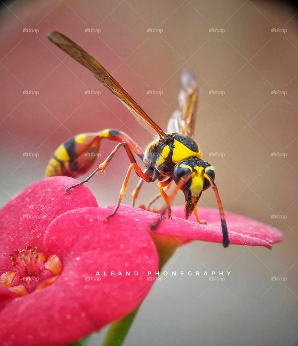 #clash of colour " Yellow jacket wasp "
