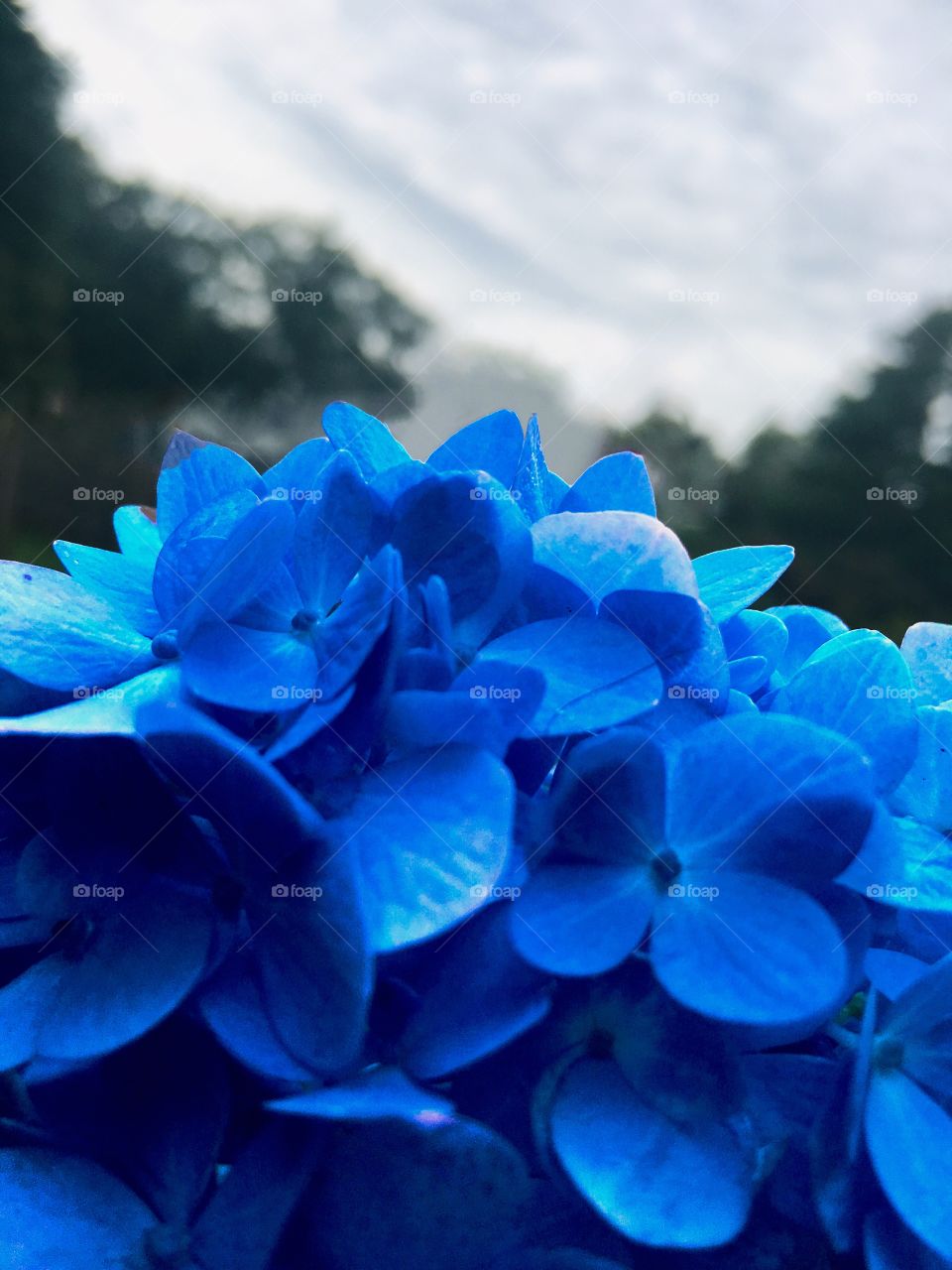 Blue flowers under sky