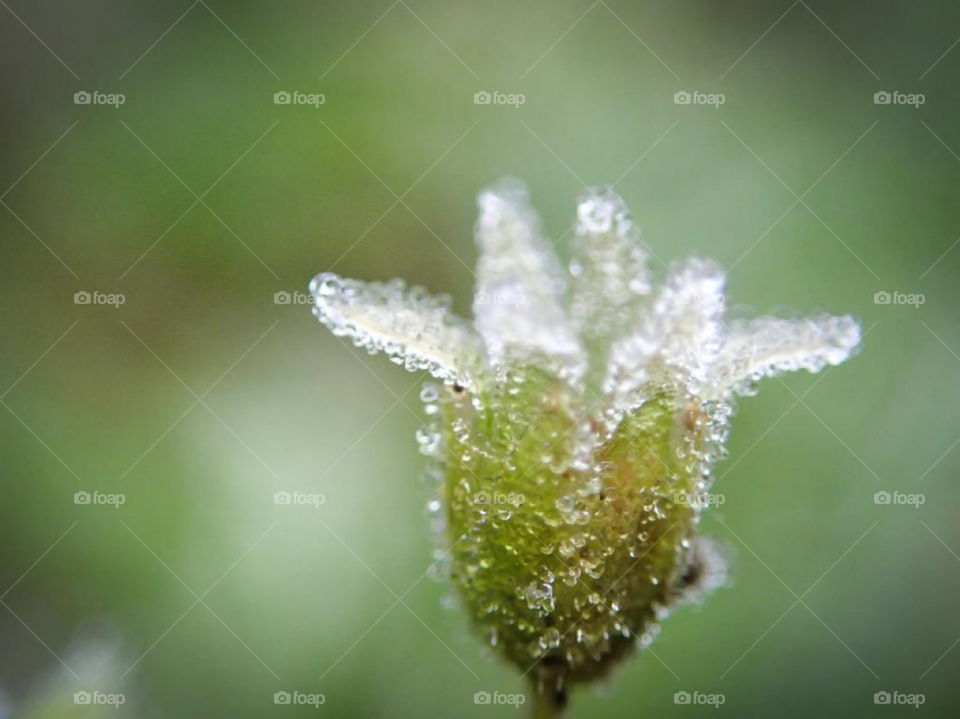 I took this macro picture on my cold fathersday walk with my dad