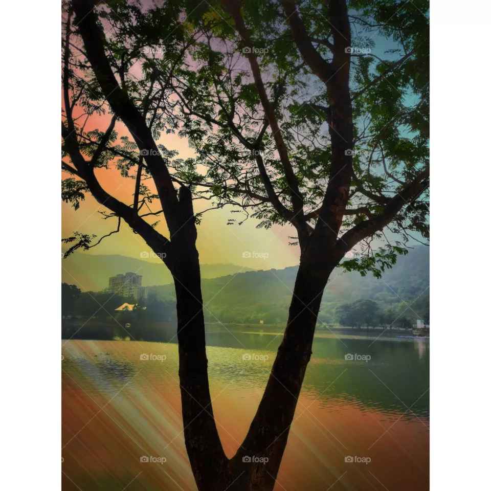 tree