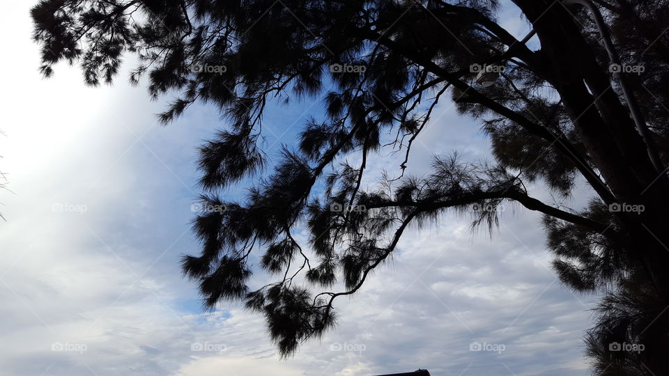 Tree leaves and branches
