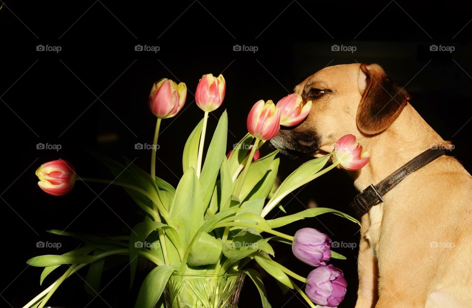 Dog smelling flowers 