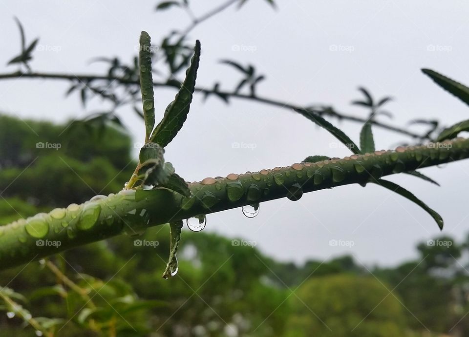 water drops