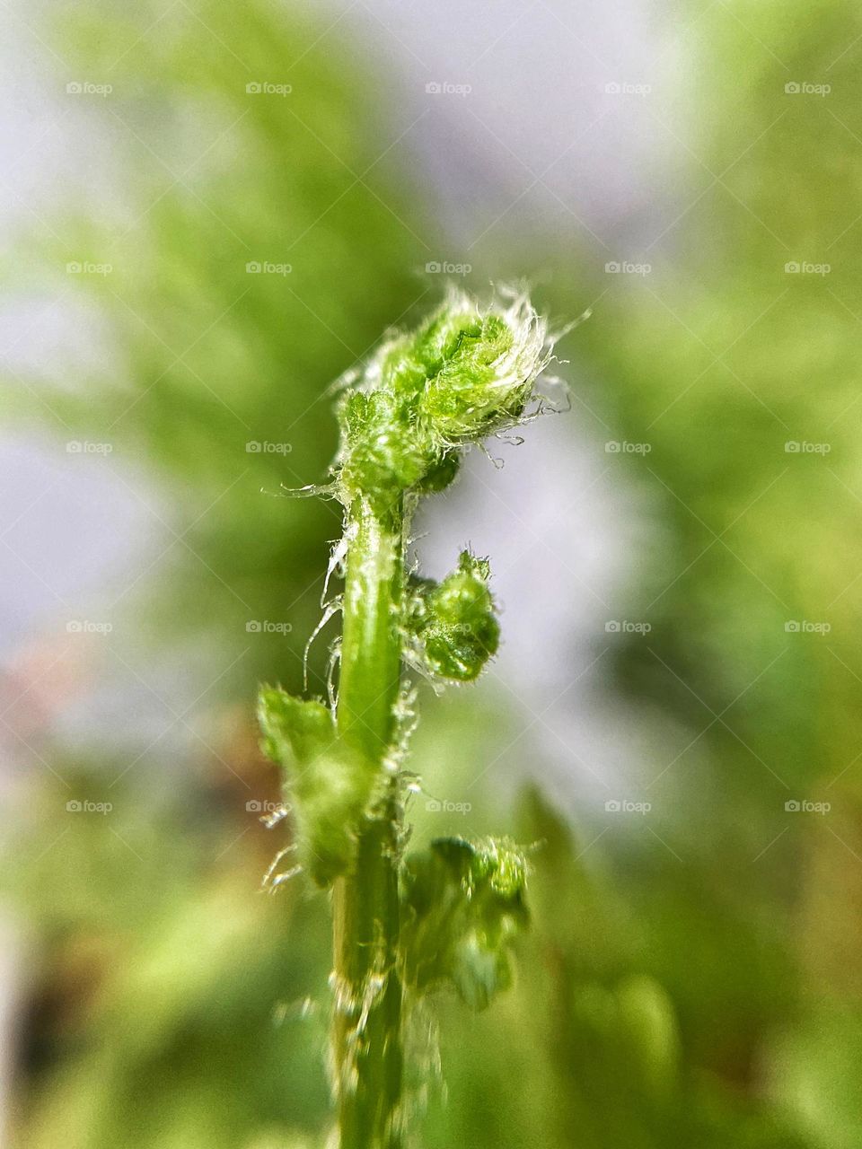 a young fern shoot