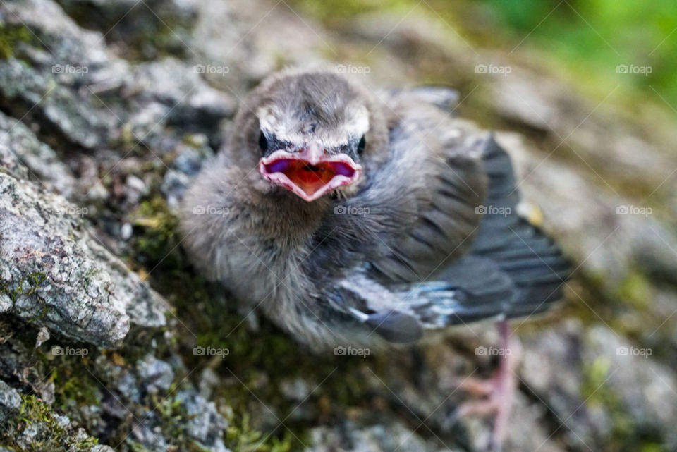 Little fluffy baby cardinal waiting for it's mother to return and bring it a delicious lunch of worms and berries.
