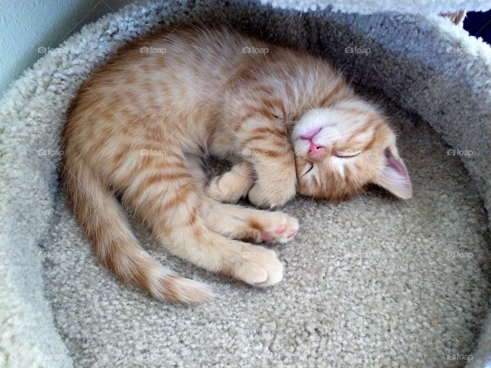 Darling orange tabby cat doing what cats do best...looking adorable in everything he does!! 