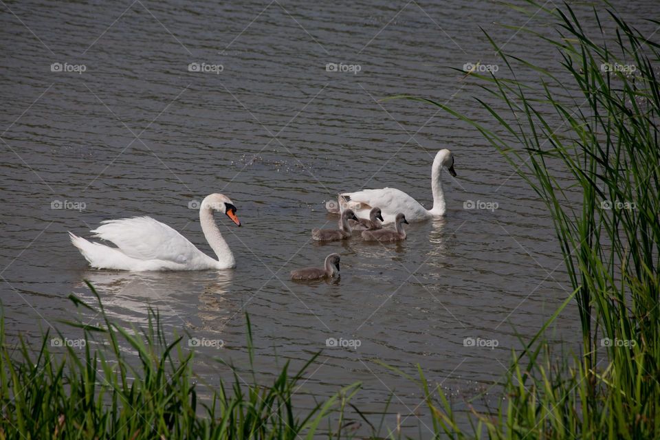 Swan family floating on the lake 