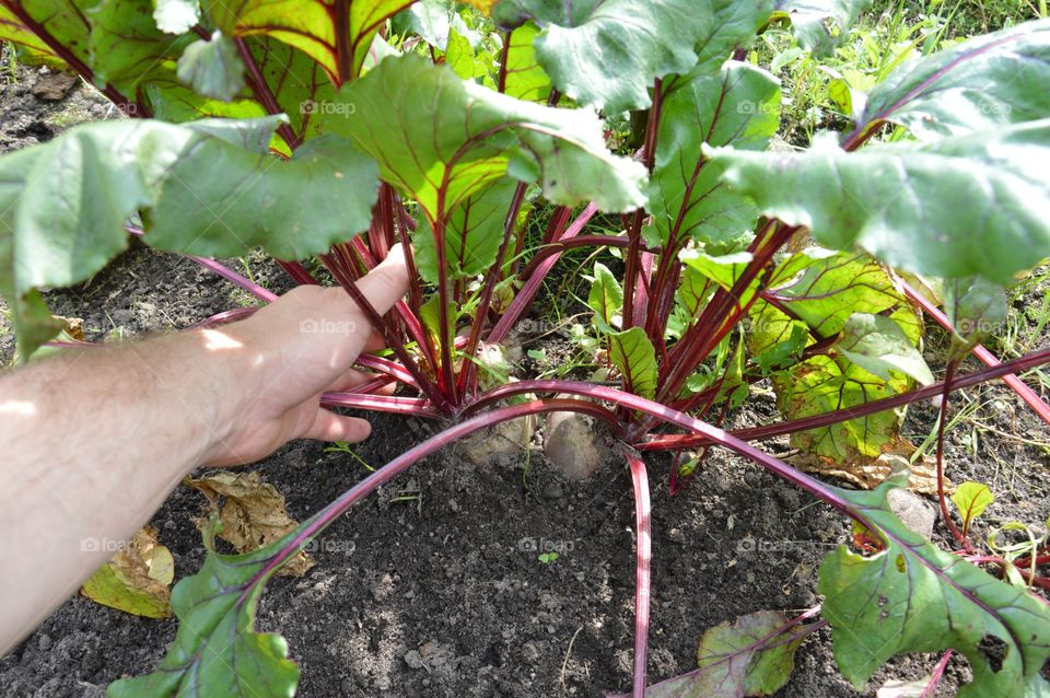 Man's hand harvesting beetroot