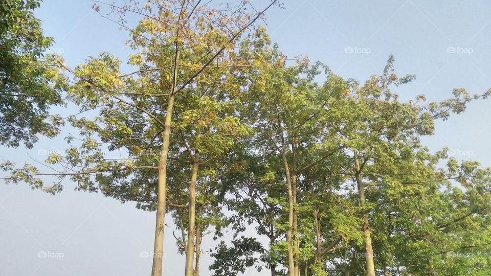 A beautiful scene of trees in the forest.