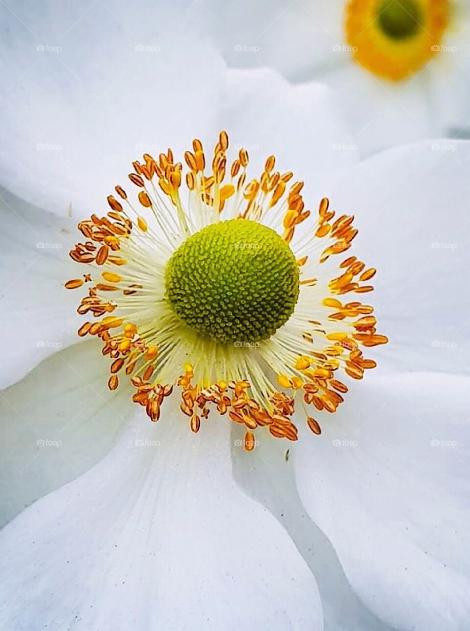 Pure White Flower, Macro 