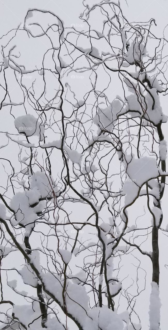 Curly Maple With Snow