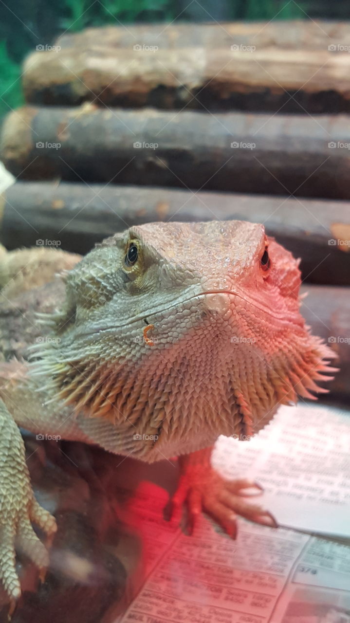 Bearded Dragon