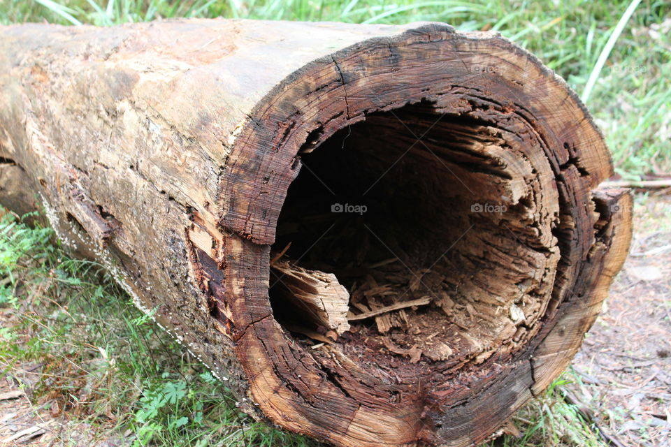 Hollow log