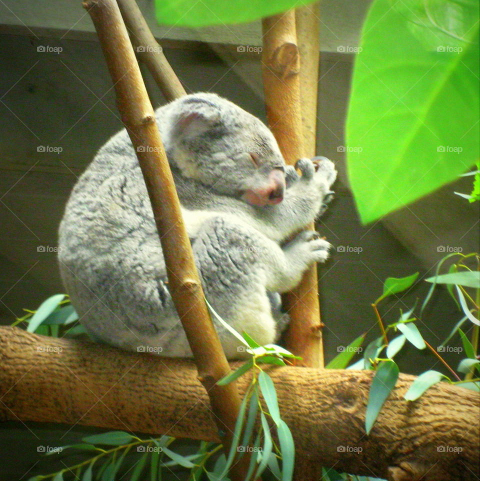 This is a koala sleeping and getting his rest on a warm sunny summer day at the Columbus Zoo in Ohio.